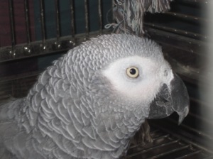 A noble bird, named "Boopy."