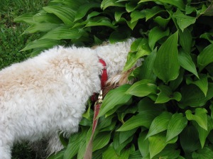Cricket follows the sniff trail wherever it takes her.