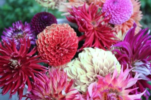 A bucket of imperfect Dahlias, saved, for the moment.