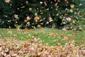 The leaves are dancing!