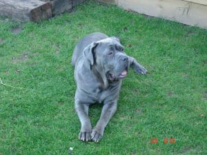 A blue Mastiff, just like Bruno. (not my picture)